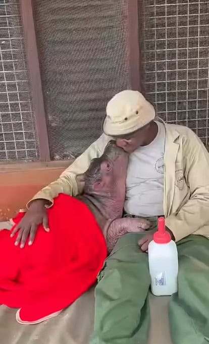 Bumpy the baby hippo snuggling with his keeper