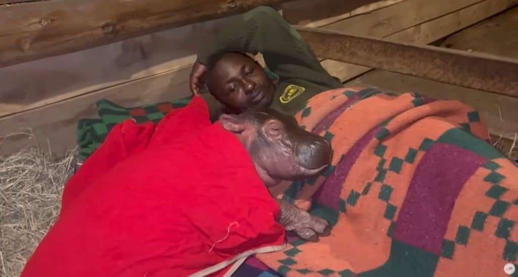 Bumpy the baby hippo snuggling with his caretaker