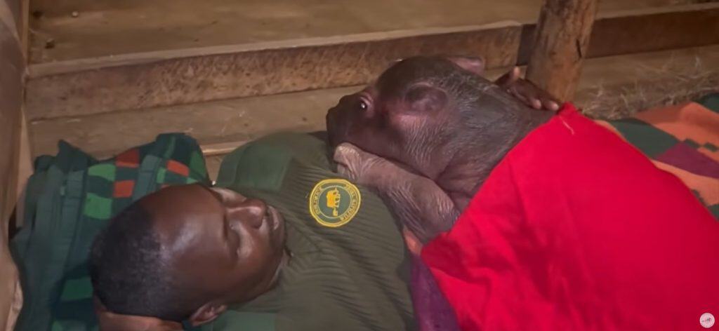 Bumpy the baby hippo snuggling with his keeper
