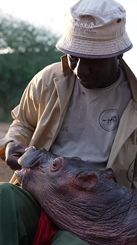 Keeper caring for Bumpy the baby hippo