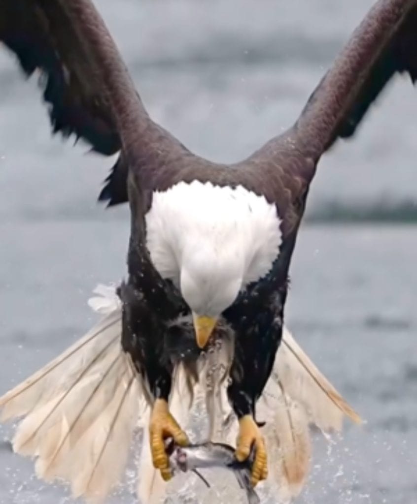 Bald eagle catches fish from water