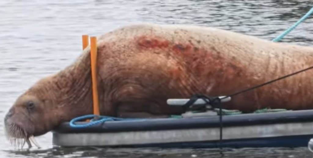 Magnus the walrus
