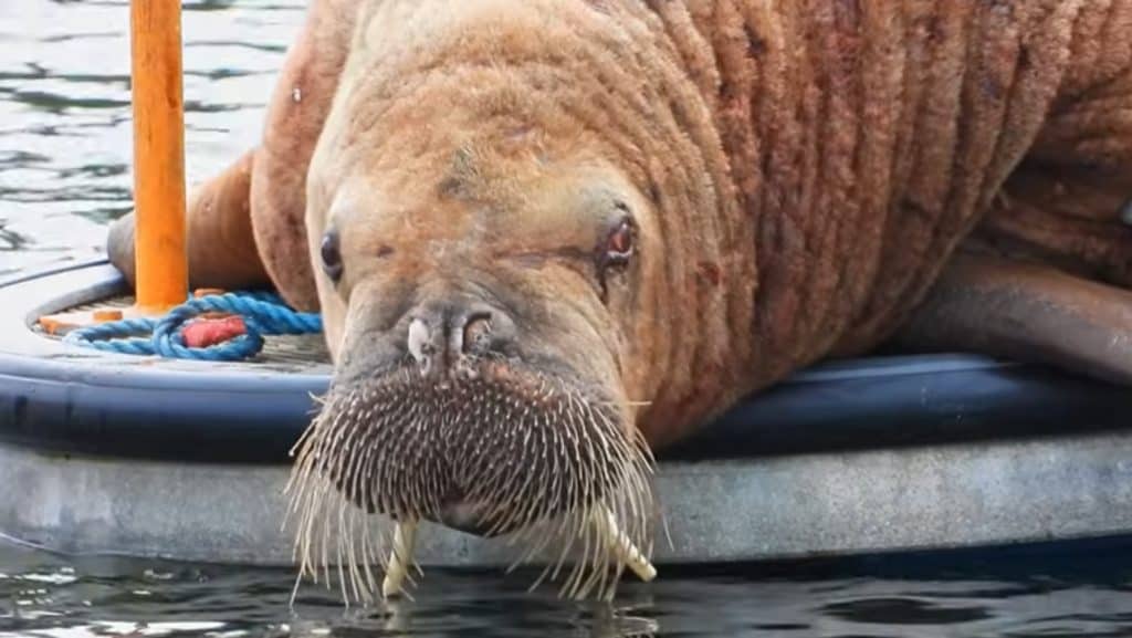 Magnus the walrus