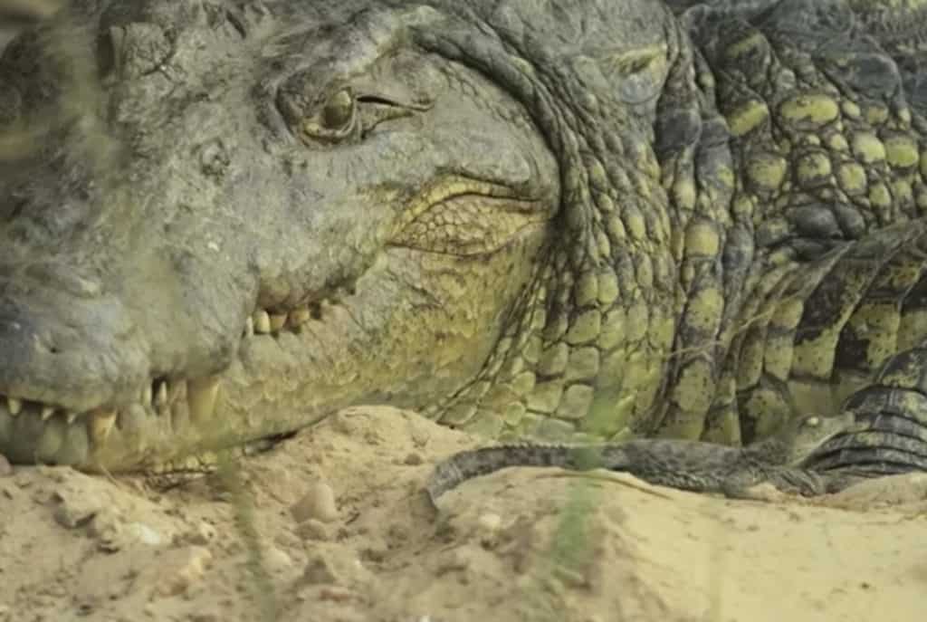 Crocodile with baby