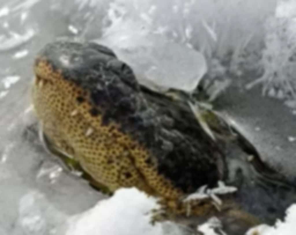 Alligator "ice skating"