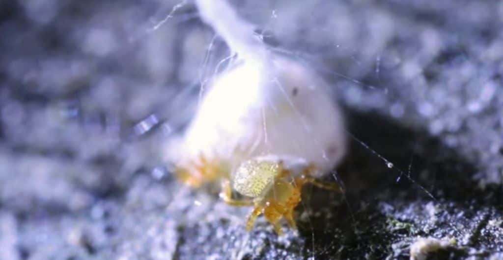 Silkhenge spider being born