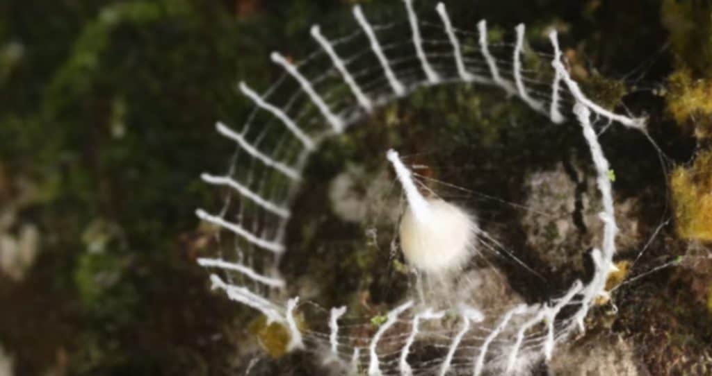 Structure built by silkhenge spider.