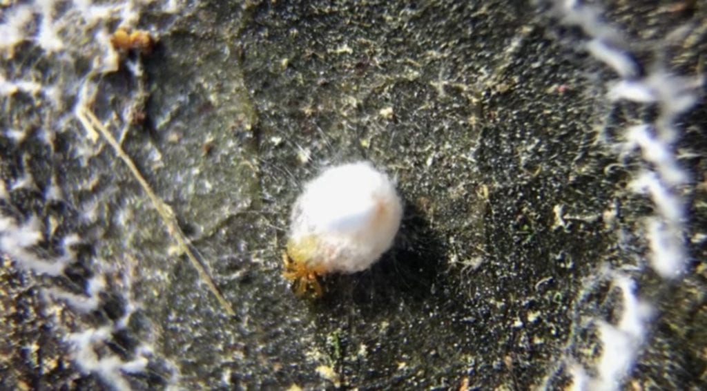 Silkhenge spiderling emerging from the egg sac