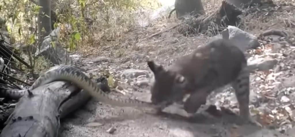 Bobcat fights rattlesnake