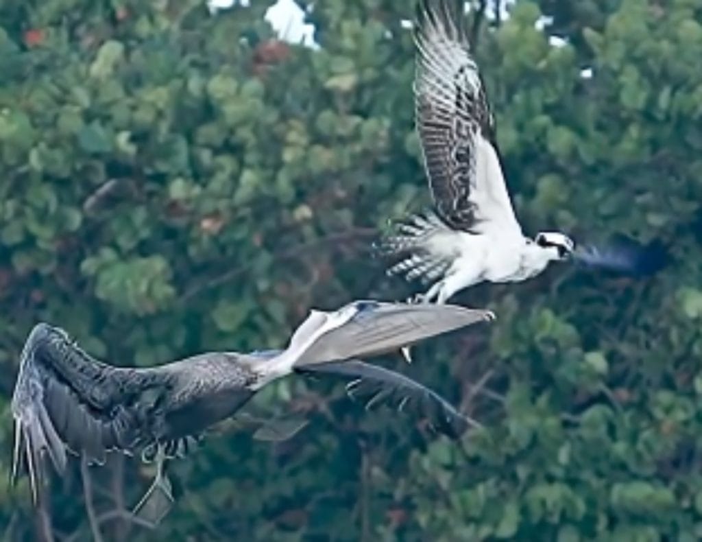 Pelican stealing fish from osprey