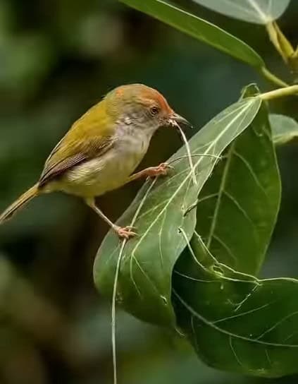 Tailorbird building a nest