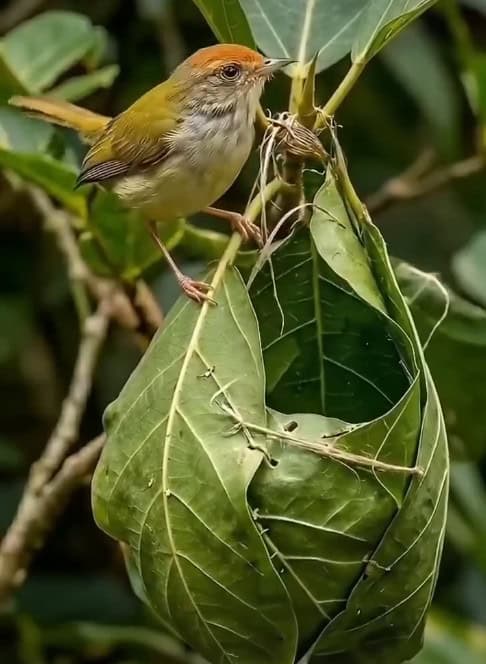 Tailorbird building its nest