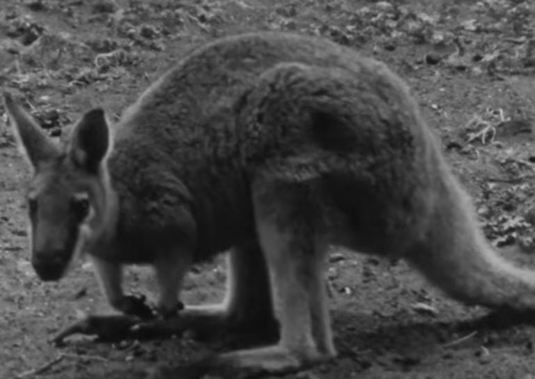 Toolache wallaby