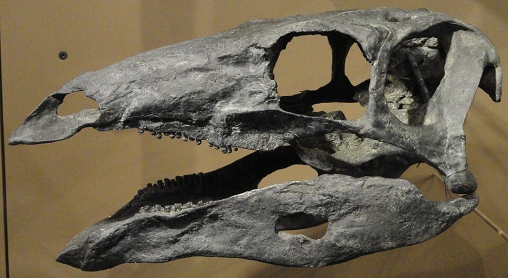 A portion of a stegosaurus skull was discovered in Spain.