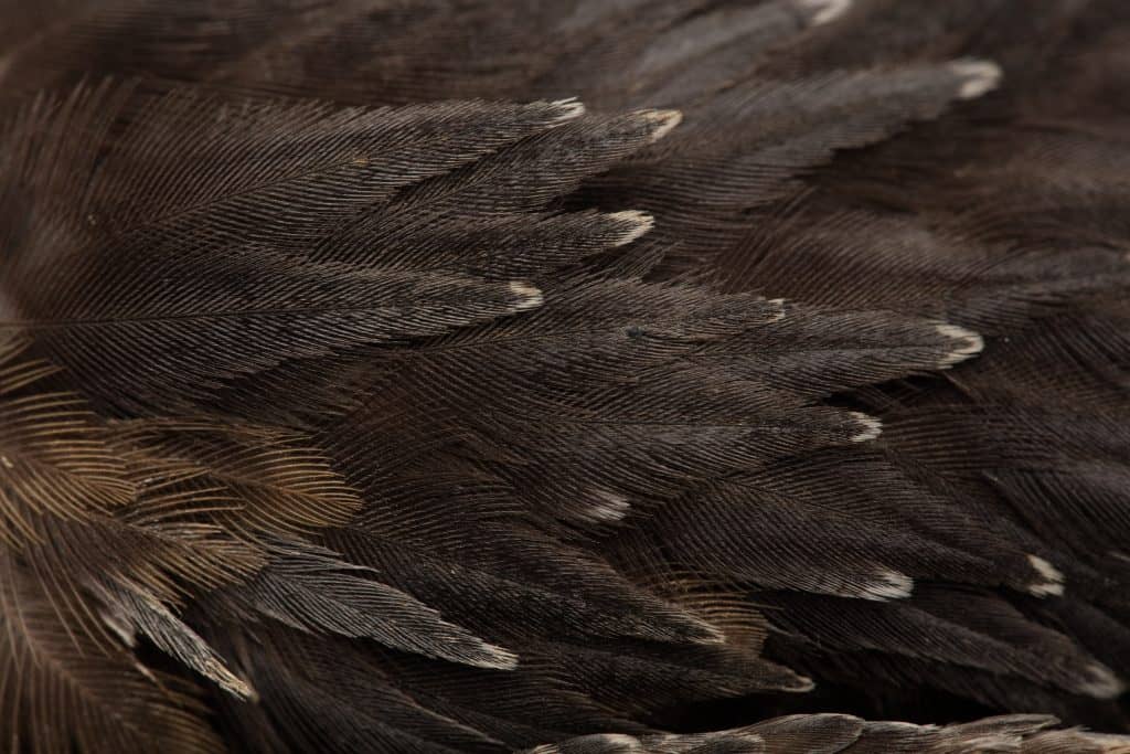 Starling feathers