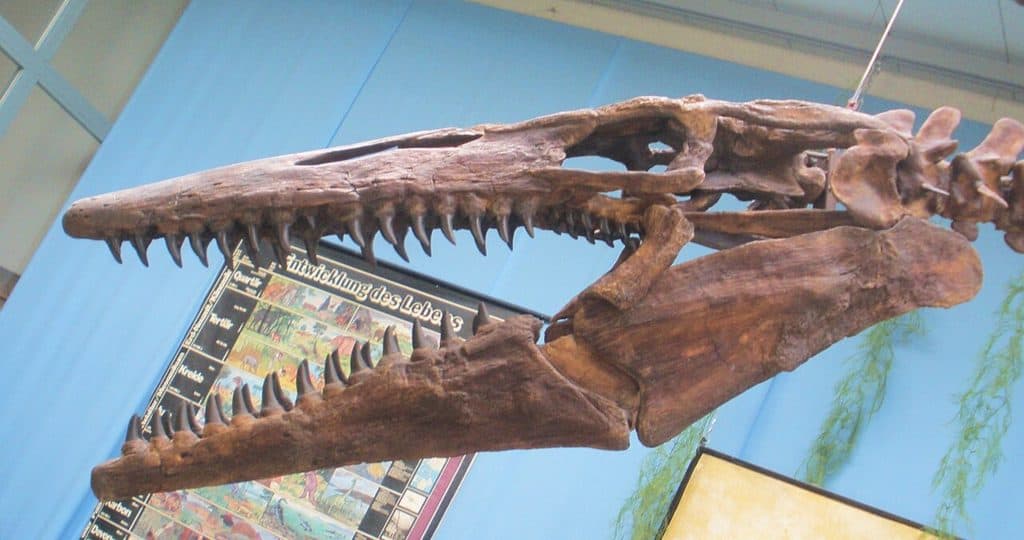 Tylosaurus rex skull
