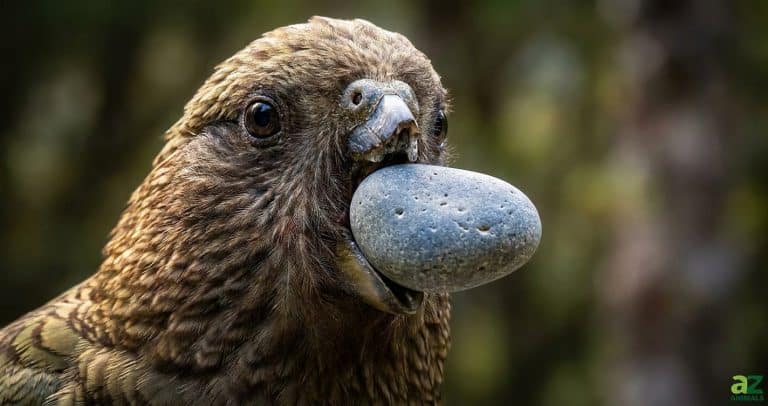 The visual mystery of a bird using a stone as a tool creates immediate cognitive dissonance. This prompt highlights Bruce's unique survival mechanism, forcing the viewer to stop and wonder how and why he is holding a pebble where a beak should be.