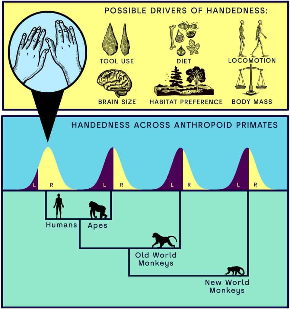 Diagram depicting traits of primates from humams to other apes and monkeys. in yellow, blue, green.