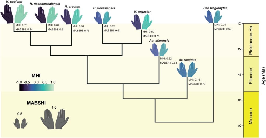 Diagram showing human family tree with pairs of hands for each species.