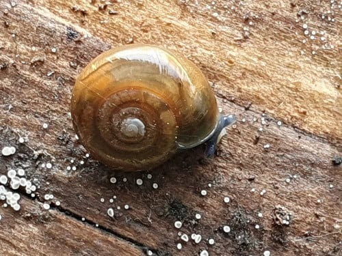 Garlic Snail (Oxychilus alliarius)