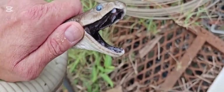 Open-mouthed snake with blue eye - striking and clear
