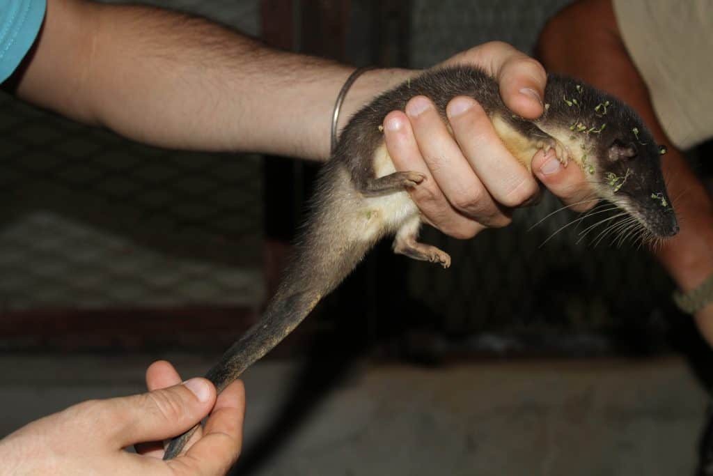 giant otter shrew, giant otter-shrew