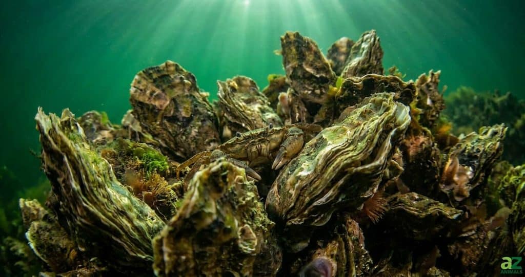 A close-up underwater view of a rugged oyster reef with a small crab resting between shells as sunlight filters through green water.
