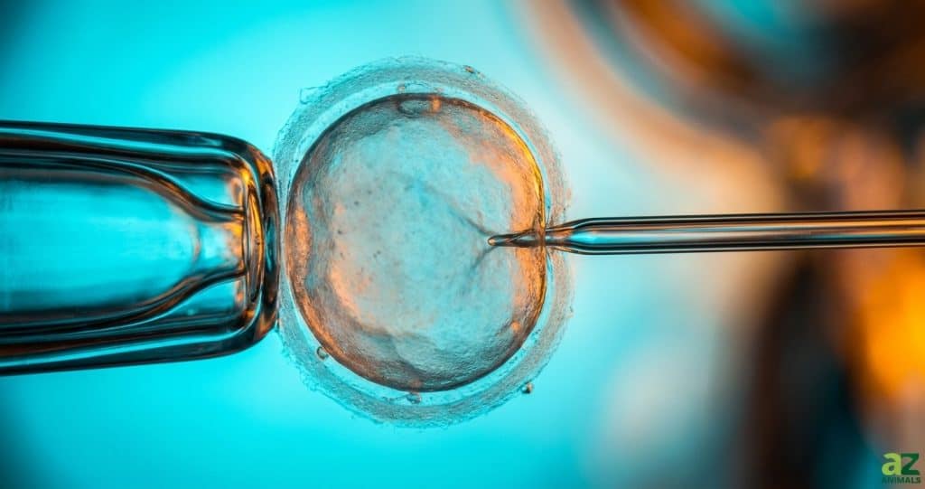 A 20-Year Mouse Cloning Experiment Reached a Grim Breaking Point - A-Z ...