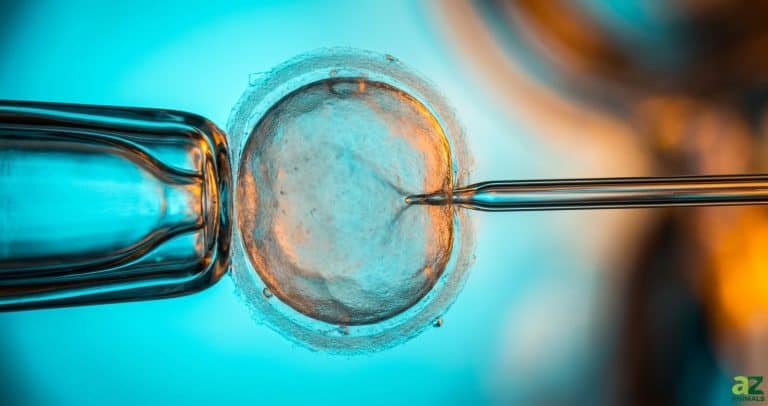 Microscopic view of a biological cell held in place by a glass pipette while a thin needle performs an injection.