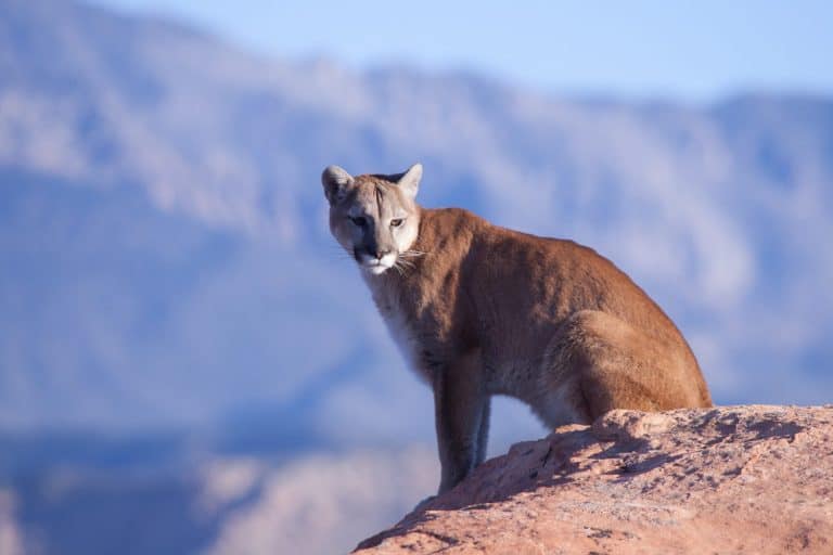 A cougar sits on a sandstone ledge in the morning sun with distant mountains in the background