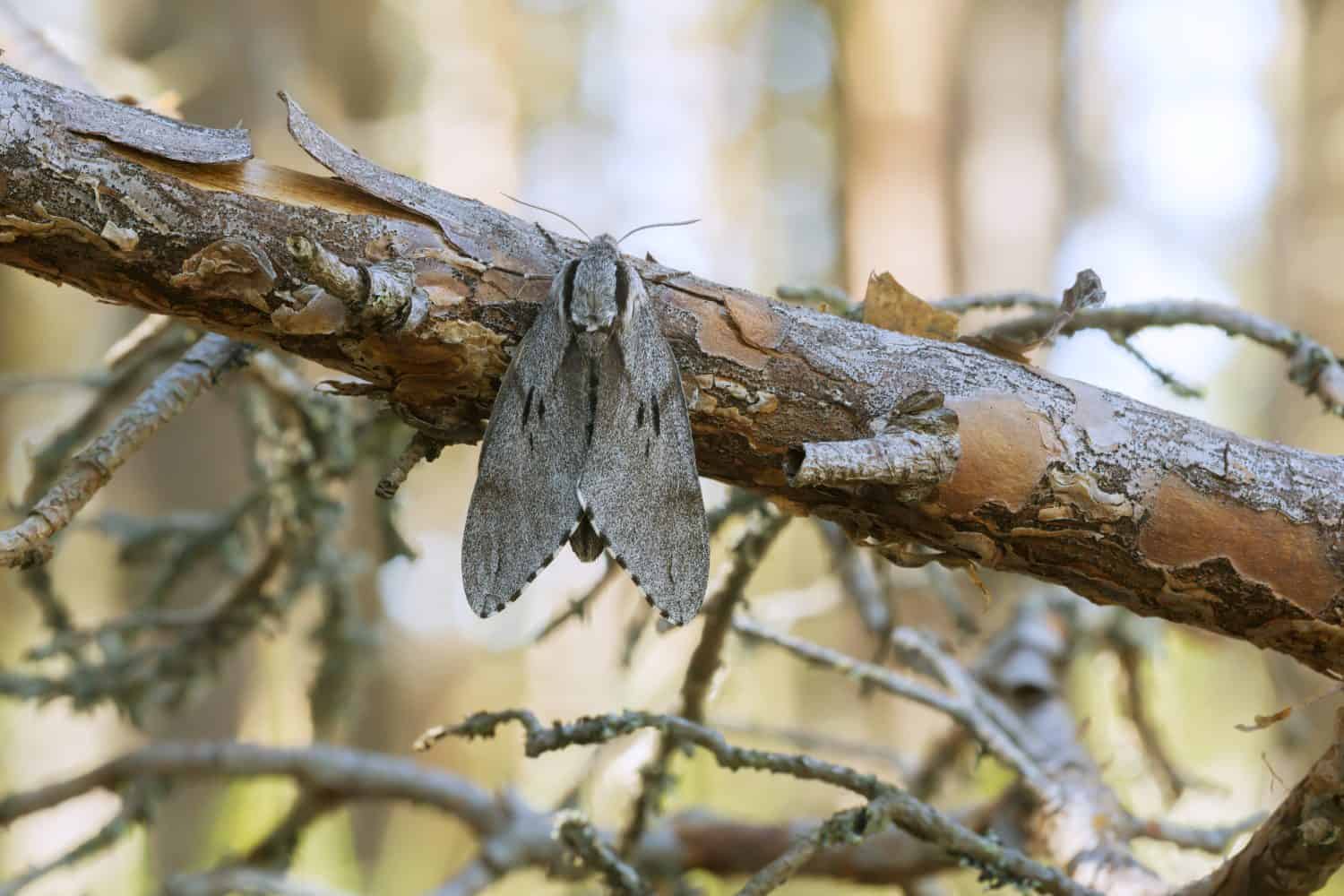 Pine hawk moth, Sphinx pinastri resting on pine branch, pine forest in the background