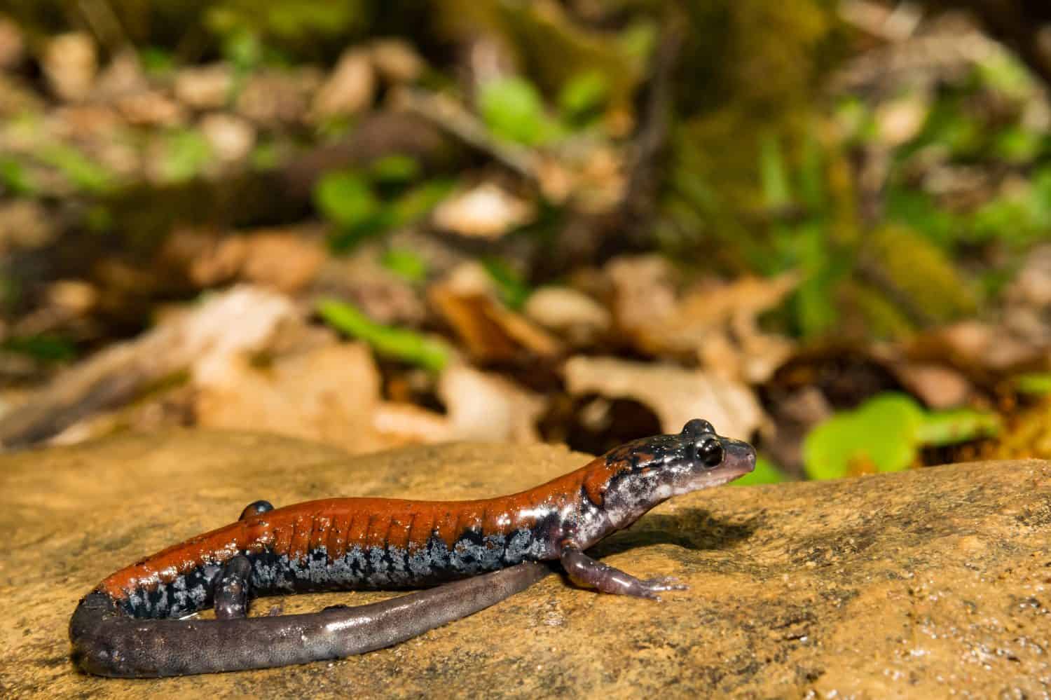 Yonahlossee Salamander (Plethodon yonahlossee)
