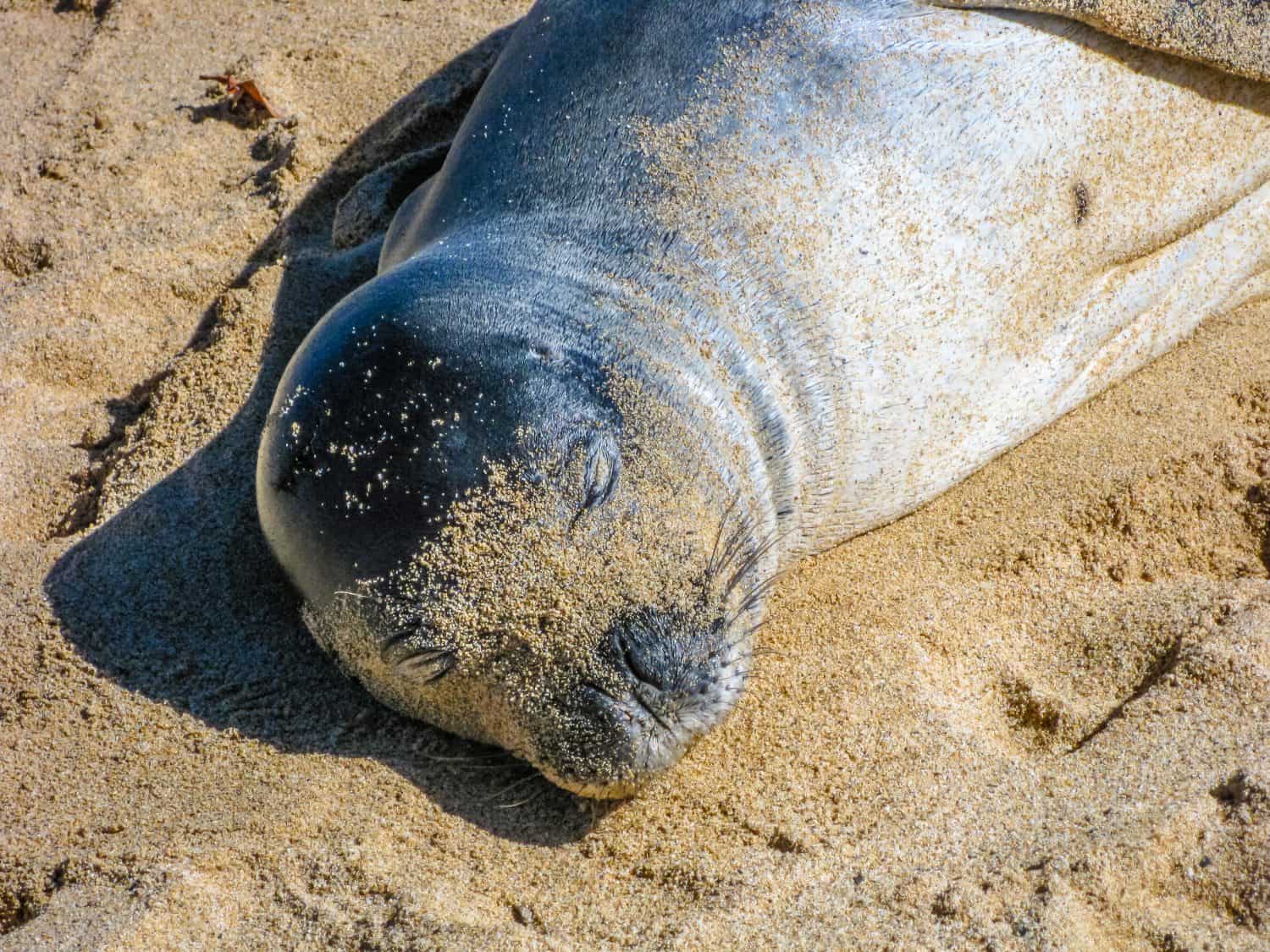 Closeup of hawaiian monk seal sunning on sandy beach, Kauai, Hawaii, Usa.