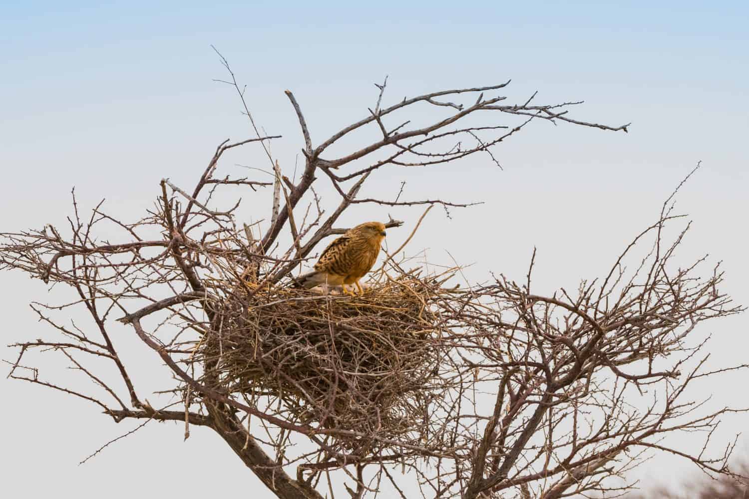 Kestrel on nest - Etosha