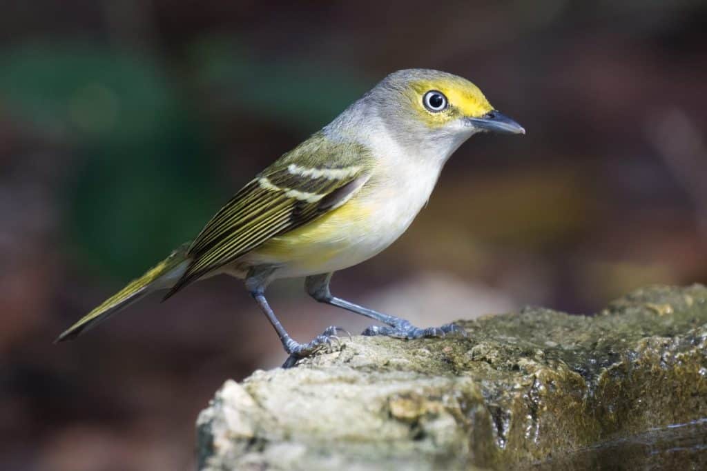 White-eyed Vireo (Vireo griseus) at bird bath at Cayo Coco, Cuba