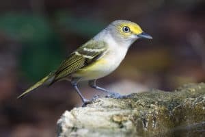 White-eyed Vireo (Vireo griseus) at bird bath at Cayo Coco, Cuba