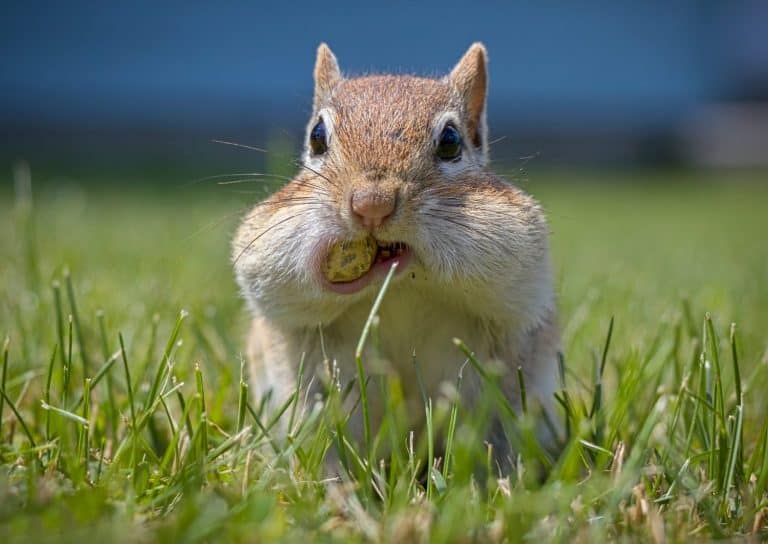 A Chipmunk's Cheeks are Filled with Peanuts