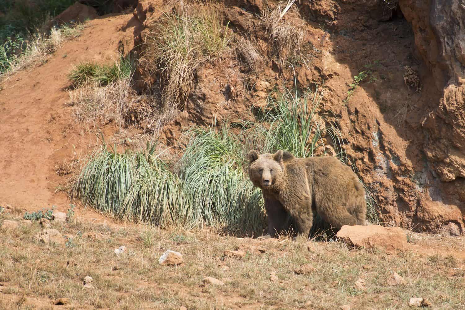 A big brown bear in his natural habitat.
