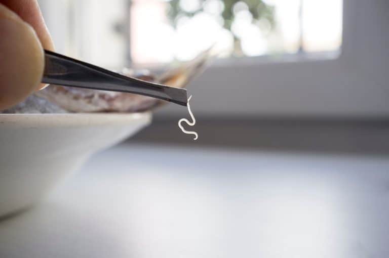 Living anisakis worm just found on raw fish. Food intake control