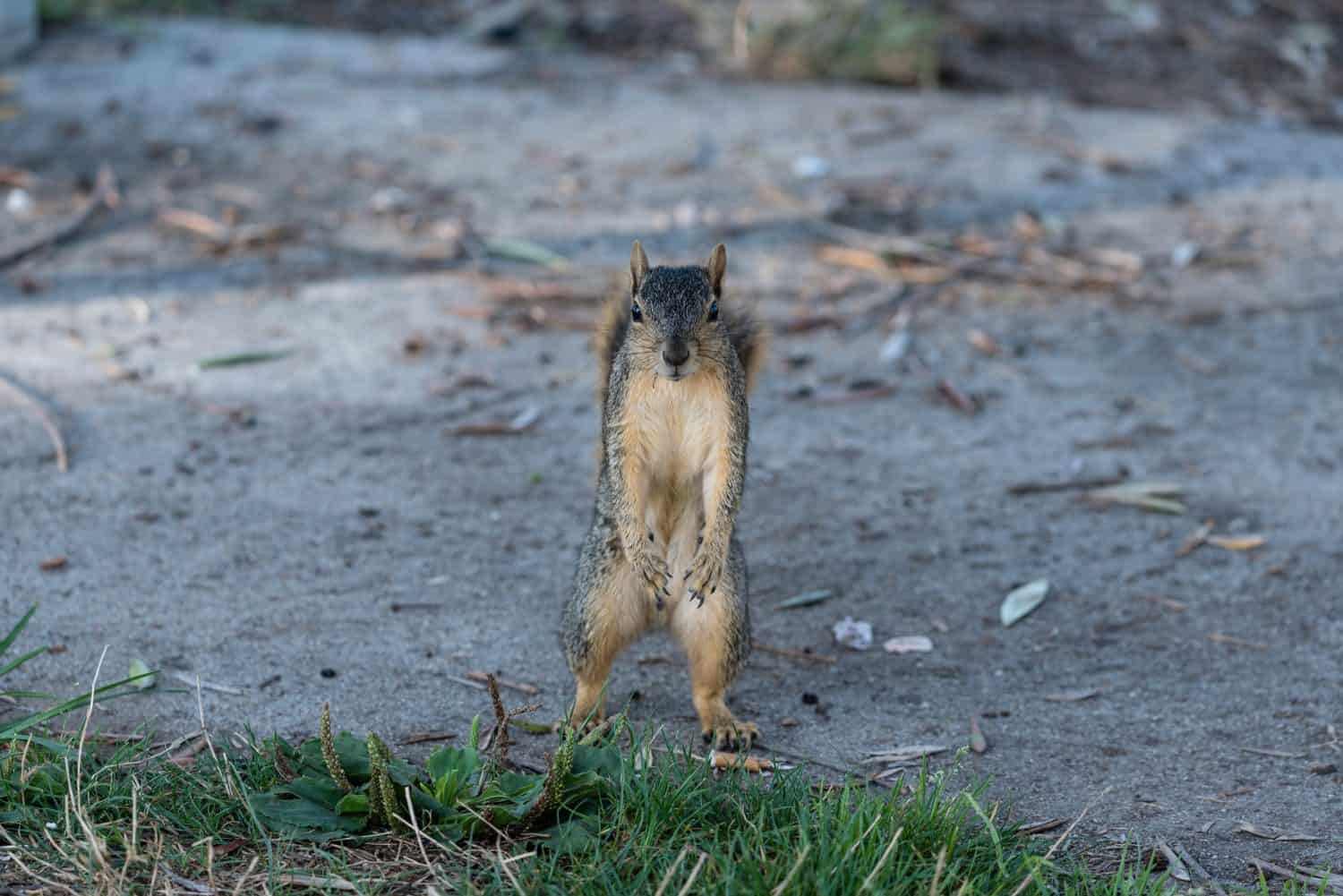 Cute squirrel at the Lake Balboa Park in Los Angeles, California