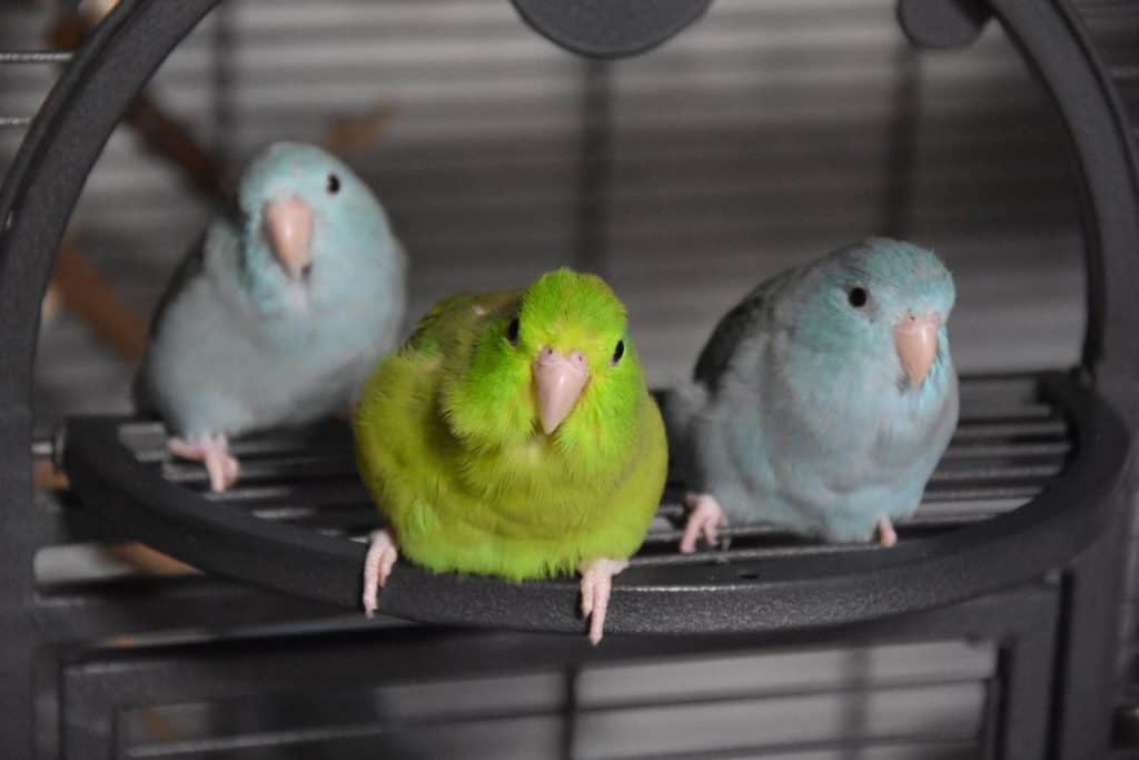 The green-rumped parrotlet (Forpus passerinus)
