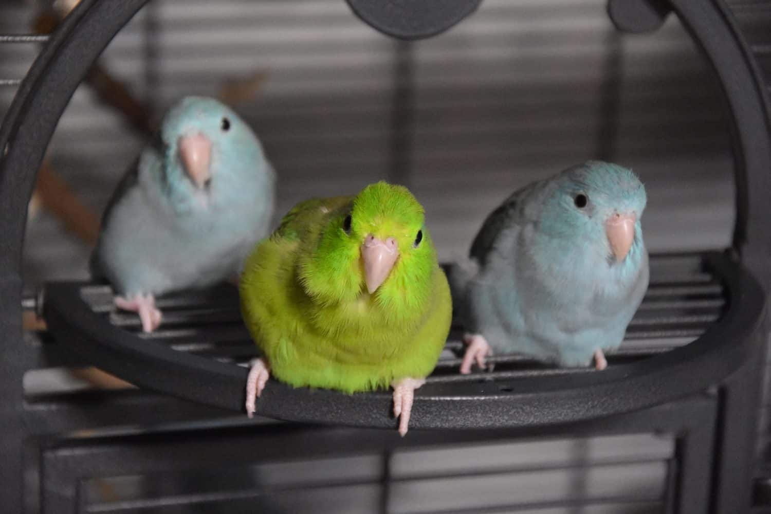 The green-rumped parrotlet (Forpus passerinus)