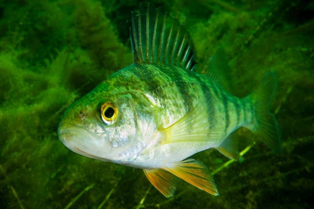 New York Has 52,000 Miles of Rivers. Meet the 5 Fish That Fill Them ...