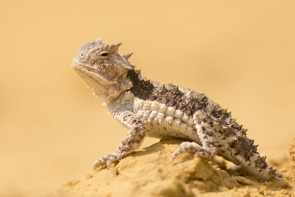 Horned lizards (Phrynosoma), also known as horny toads or horntoads, are a genus of North American lizards and the type genus of the family Phrynosomatidae.