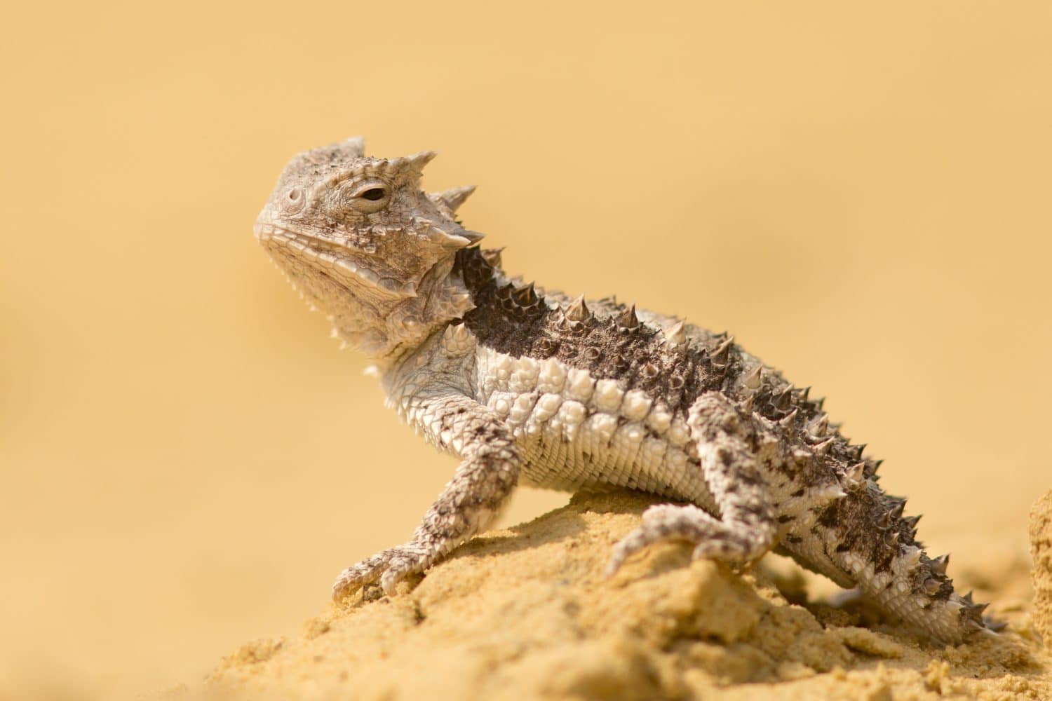Horned lizards (Phrynosoma), also known as horny toads or horntoads, are a genus of North American lizards and the type genus of the family Phrynosomatidae. 