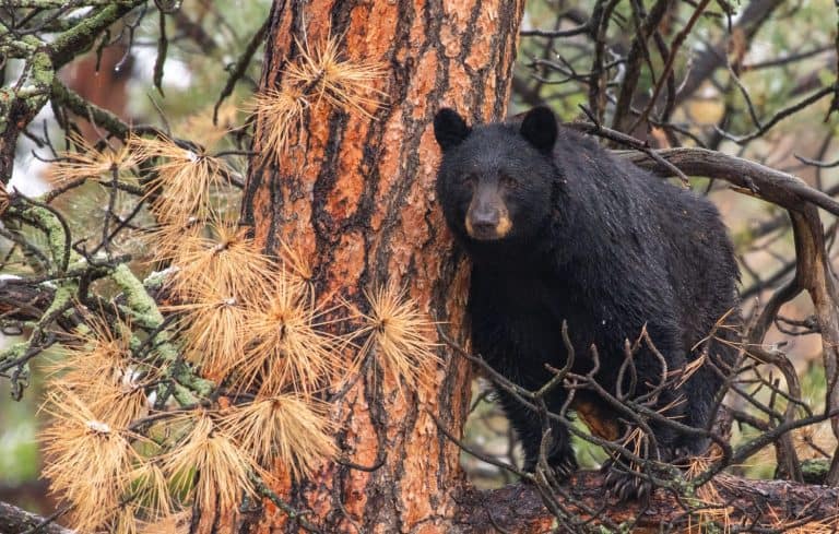 Black Bear Sow in a Pine Tree