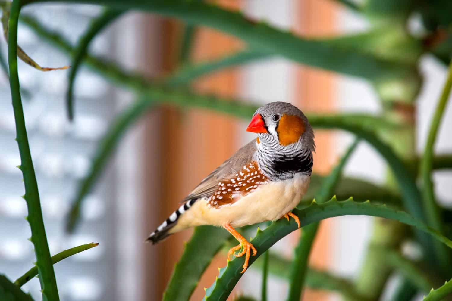 Zebra finch male sitting on a green branch plant indoors, turning his head to the side looking at the frame.