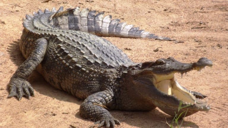 crocodiles basking in the sun. North Pattaya Thailand
