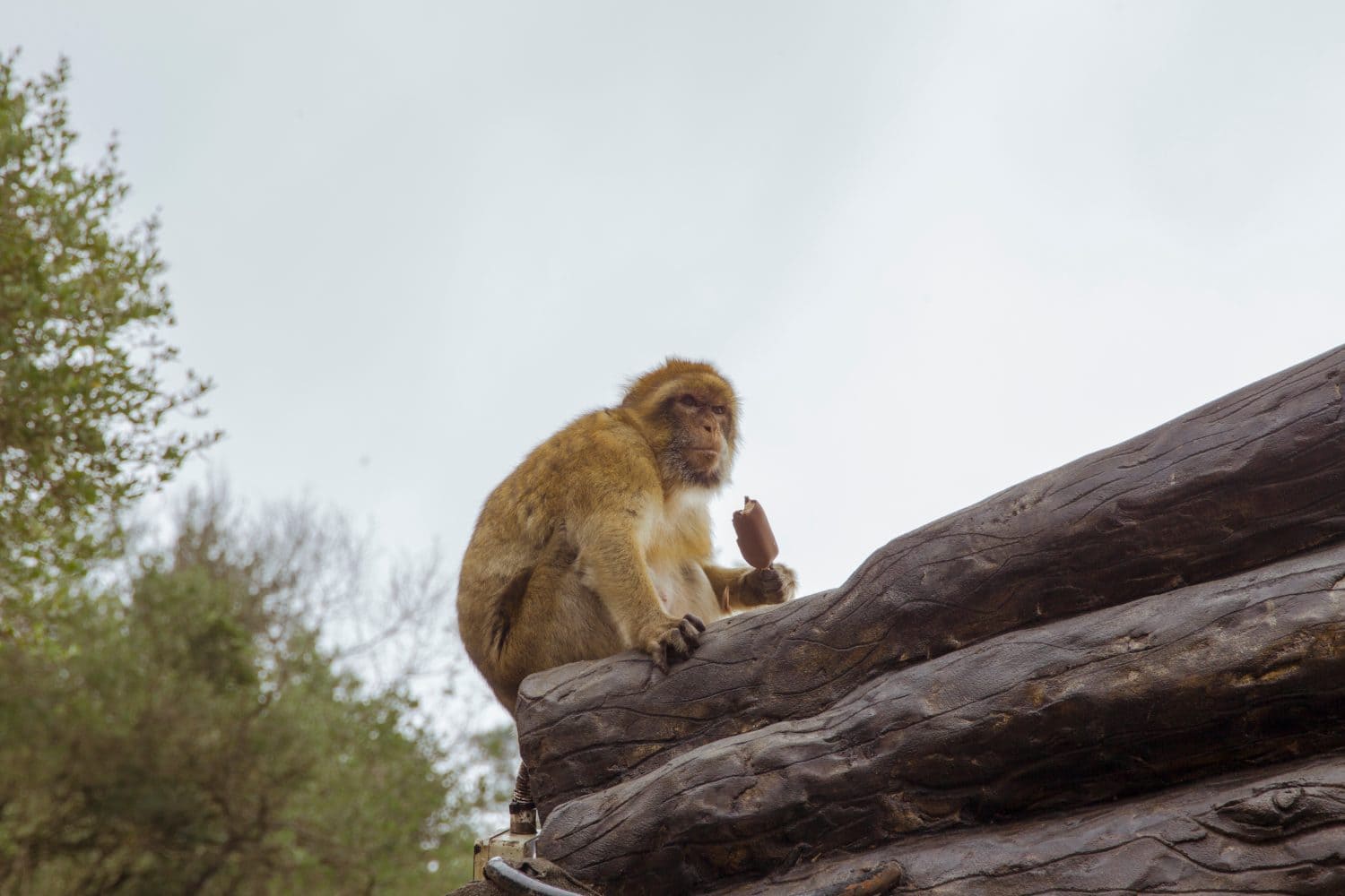 Barbary macaque from Gibraltar sitting at the roof and eating ice cream