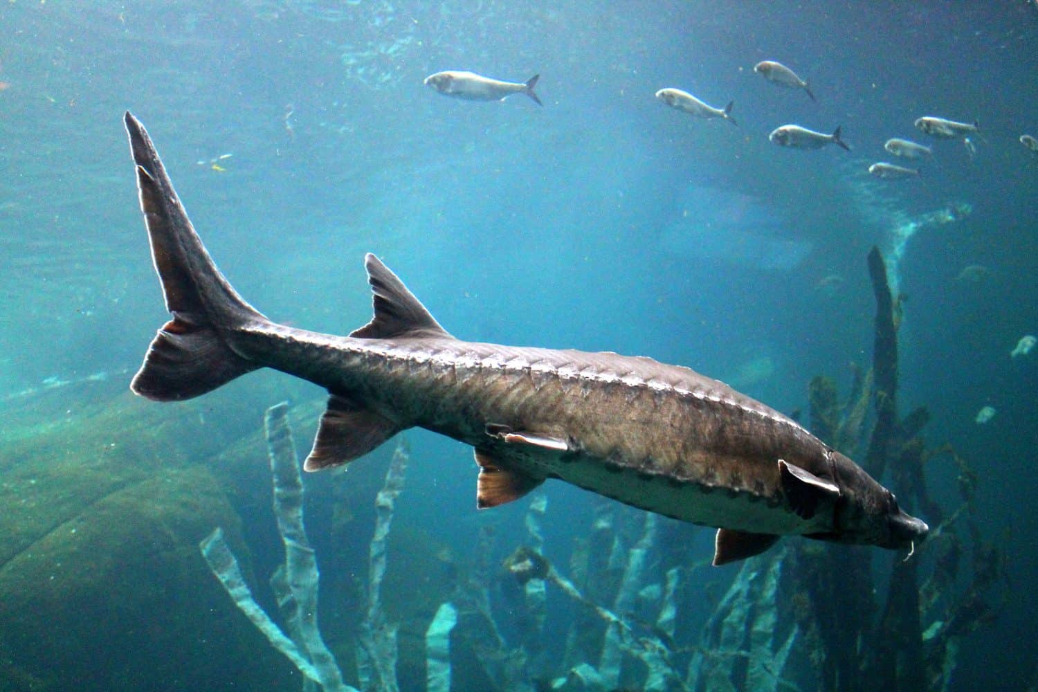 Sturgeon, swimming toward right, underwater background, Montreal biodome.